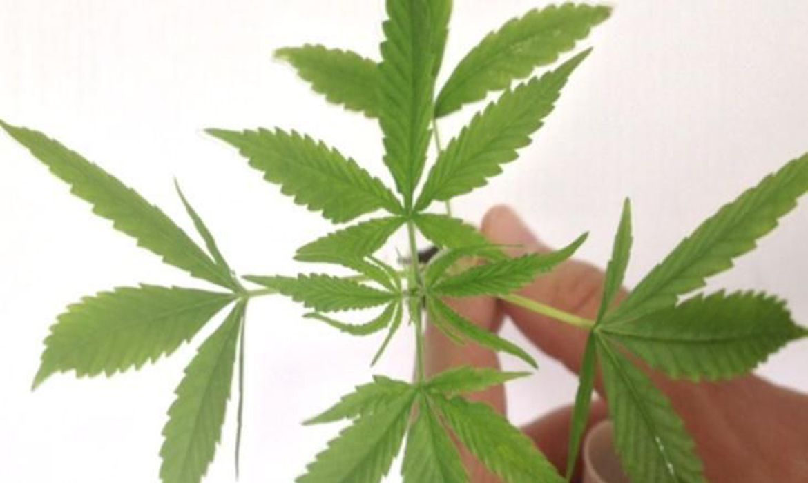 folha_maconha_divulgacao_policia_federal