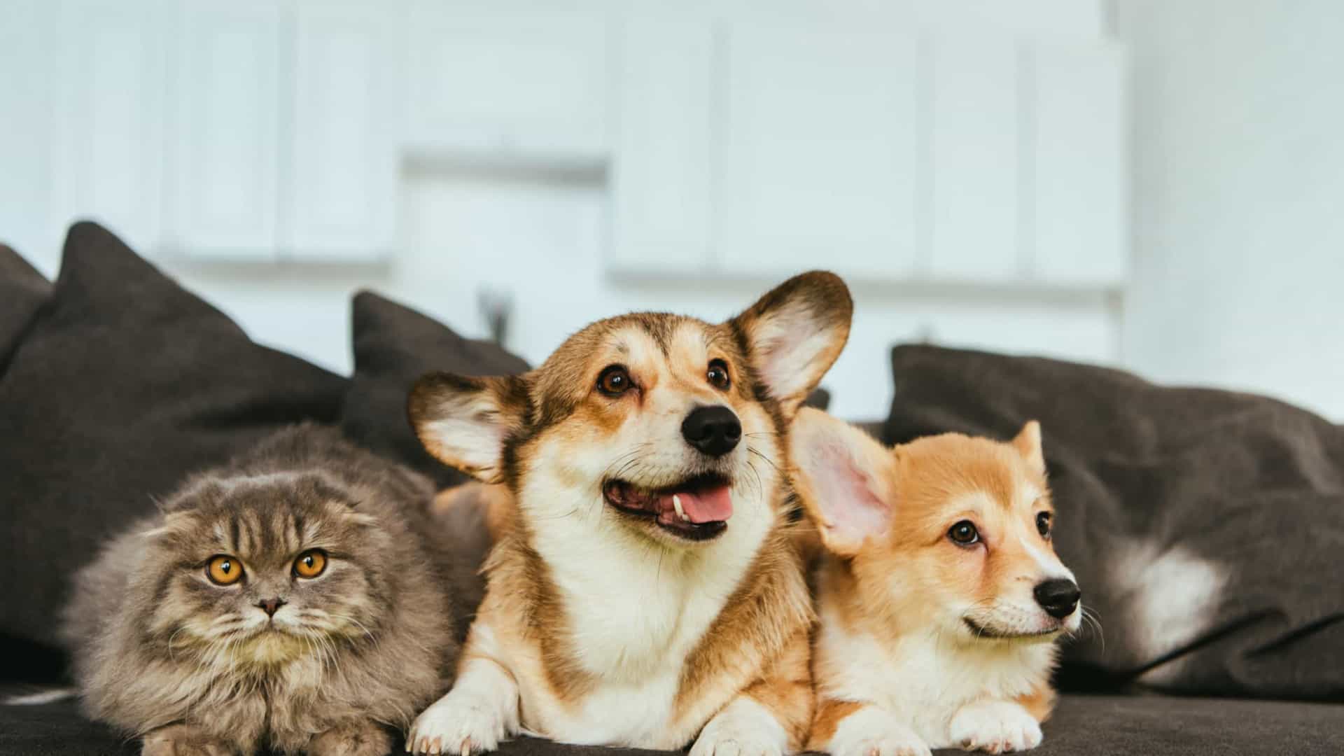 naom_5e32a0b3cd1f7 (1)