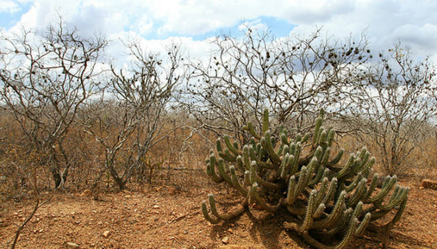 vegetacaocaatinga