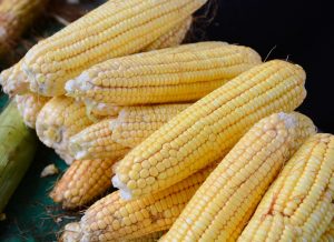 cecaf_festivaldomilho__lucianocartaxo_fto_dayseeuzebio-12-300x218