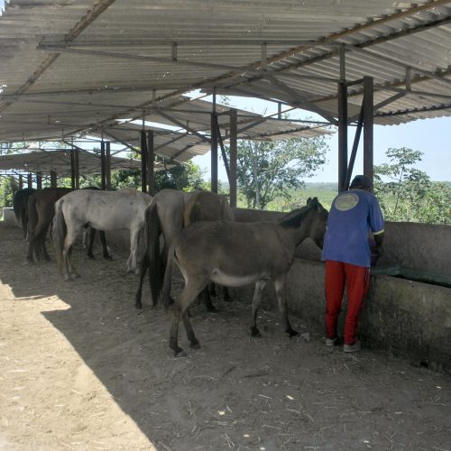 Centro-de-Manejo_Carlos-Nunes-1-500x500