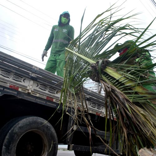 DSC0282-Poda-Foto-Carlos-Nunes-1-500x500