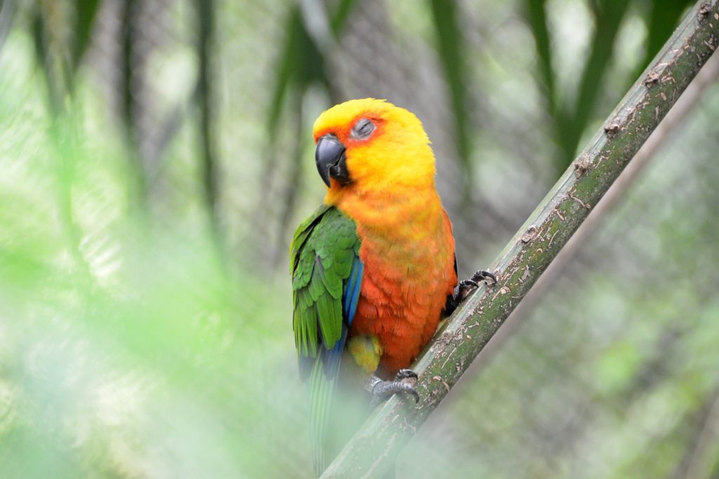bica_aves_foto_dayseeuzebio-6-1024x683