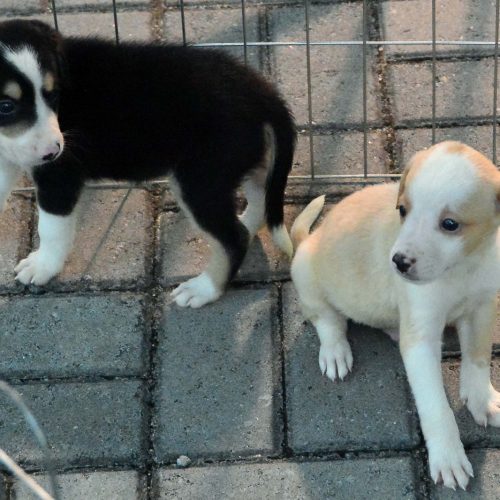 WhatsApp-Image-2023-02-24-at-09.33.26-3-500x500