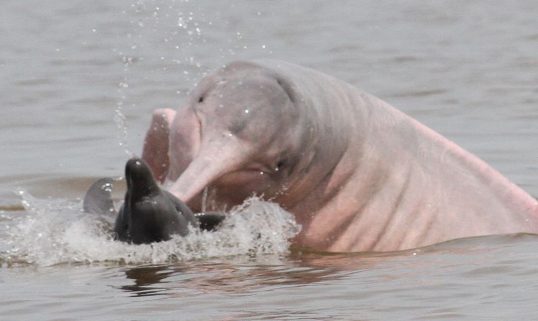 comportamento de botos na Amazônia