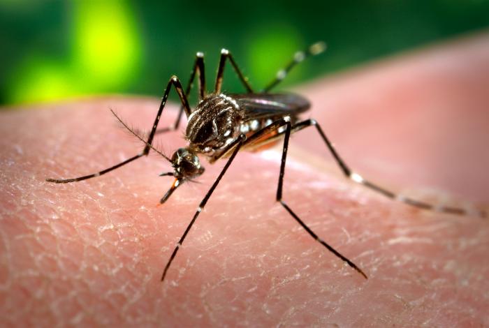 Mosquito-Aedes-Aegypti