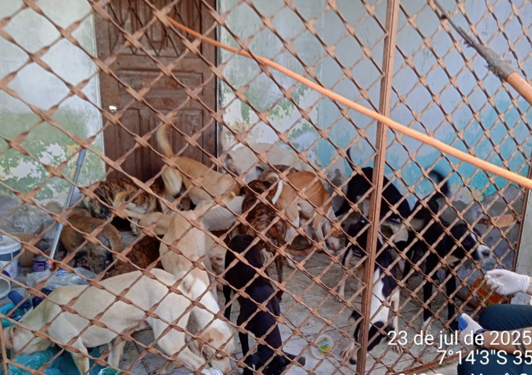 CAES-RESGATADOS-CAMPINA-GRANDE