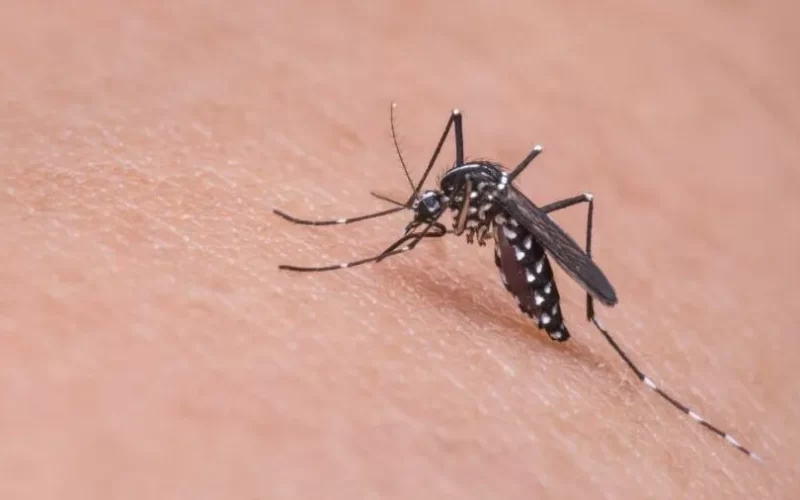mosquito-dengue-aedes-e1706814896221-1-800x500