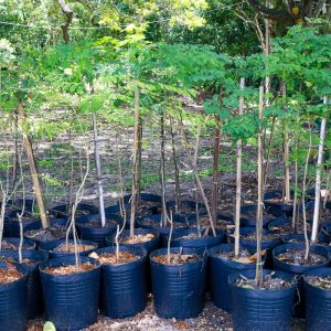 SEMAM_Viveiro_de_Plantas_Foto_Kleide_Teixeira_-12-1-300x300