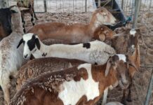 Município de Parari realiza a 1ª Farra da Cabra, com apoio do Governo da Paraíba