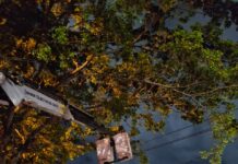 Sedurb realiza podas de árvores nos percursos da Caravana da Coca-Cola e da Romaria da Penha