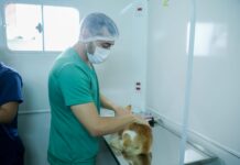 Centro de Controle de Zoonoses da Capital realizou mais de 2.600 castrações em 2025