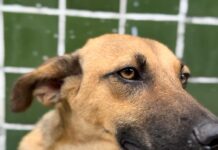 Prefeitura realiza mutirão e Dia D de cuidados para animais idosos na Clínica e no Hospital do Pet