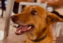 Dia D de cuidados para pet idosos atende 500 animais e realiza mais de 1.200 procedimentos em Campina Grande