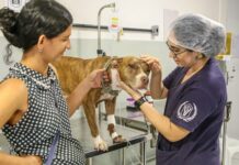 Clínica do Pet fortalece atendimento, amplia serviços e consolida rede pública de cuidado animal em João Pessoa