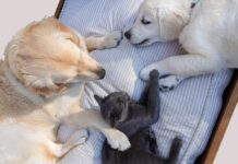 Lei de guarda compartilhada de pets após separação é sancionada