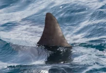 Mulher perde uma perna após ser mordida por tubarão em praia de Boa Viagem, no Recife